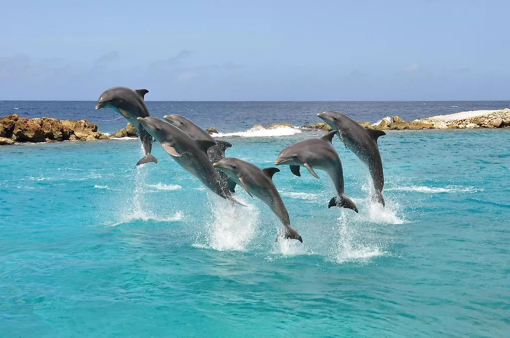 Dolphin Suites & Wellness Curacao Willemstad